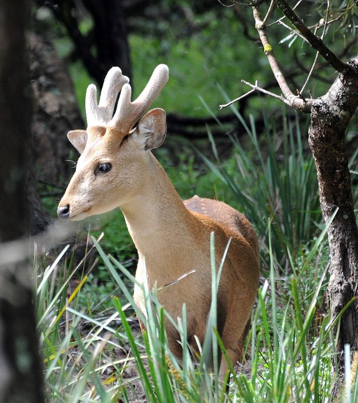 Gallery Hog Deer Hunting Australia